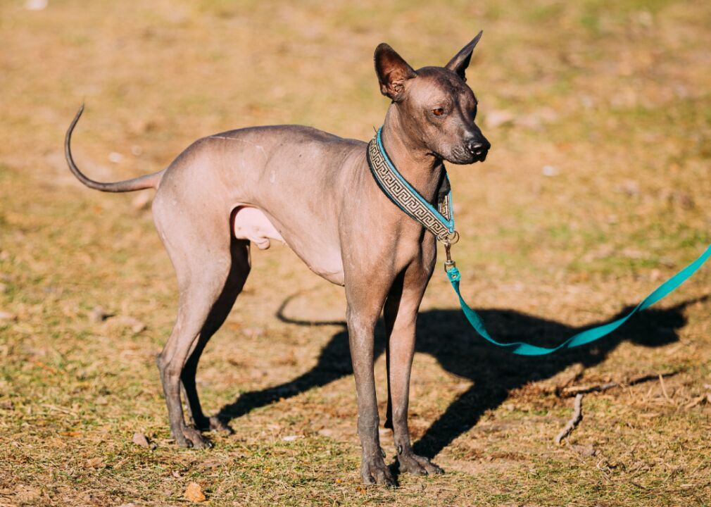 Xoloitzcuintli